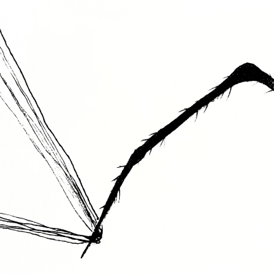 Toiles et Araignées