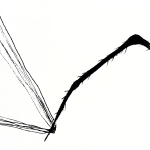 Toiles et Araignées